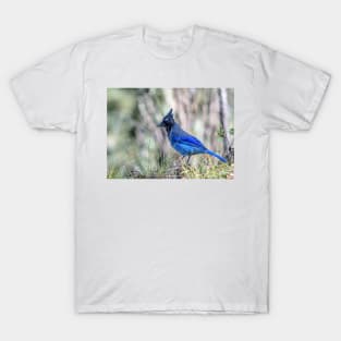 Brilliant Blue Bird The Stellar's Jay T-Shirt